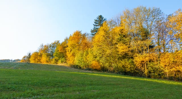 Autumn landscape with colorful fall foliage in orange and yellow, green meadov in front