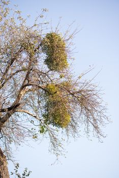 Large clumps of Mistletoe in old tree - Viscum album against clear sky as background