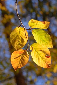 Beech Leaves changing color from green to yellow and orange in the Autumn Sunshine, fall foliage