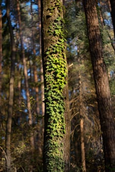 Green ivy leaves climbing on an oak tree in dark woods, ivy lit by sunlight