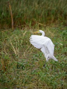 Image of White Egret fluttering on a natural background. Animal. white Bird.