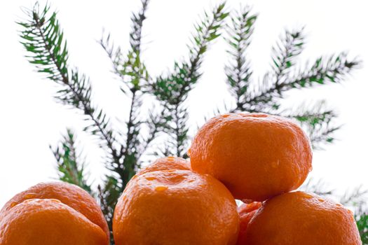 New Year Christmas composition of coniferous tree branches and orange mandarins