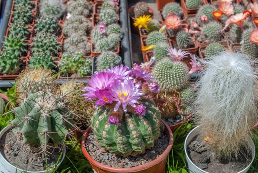 variety of cactus in a beautiful sunny day