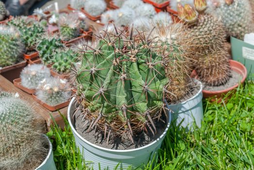 variety of cactus in a beautiful sunny day