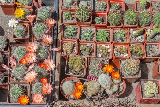 variety of cactus in a beautiful sunny day