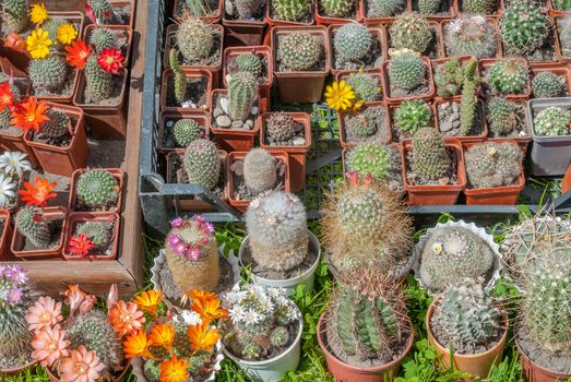 variety of cactus in a beautiful sunny day