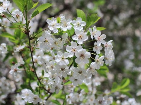 white flowers blossoming cherry orchard, springtime,  sunny day