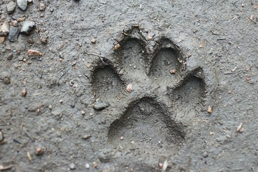 large dog's footprint a fresh imprint on  ground