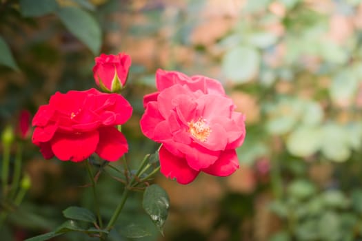 Roses in the garden, Roses are beautiful with a beautiful sunny day.