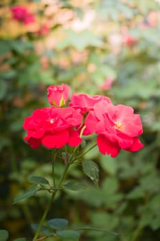 Roses in the garden, Roses are beautiful with a beautiful sunny day.