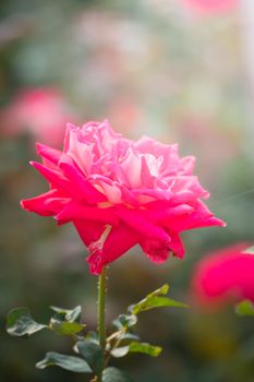 Roses in the garden, Roses are beautiful with a beautiful sunny day.