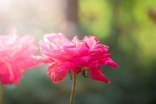 Roses in the garden, Roses are beautiful with a beautiful sunny day.