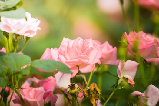 Roses in the garden, Roses are beautiful with a beautiful sunny day.