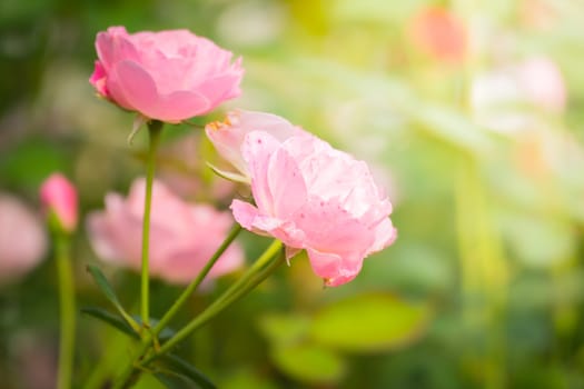 Roses in the garden, Roses are beautiful with a beautiful sunny day.