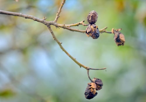 Autumn ripe walnut tree