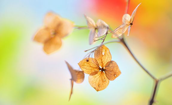 Autumn dried Hydrangea flowers- hortensie