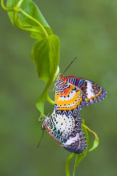 Two butterfly breeding on the leaves in nature.