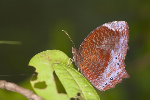 Rainforest Blue Morpho Butterfly , is one of over eighty described species of butterflies that reside in the rainforests. Morpho butterflies are neotropical butterflies.