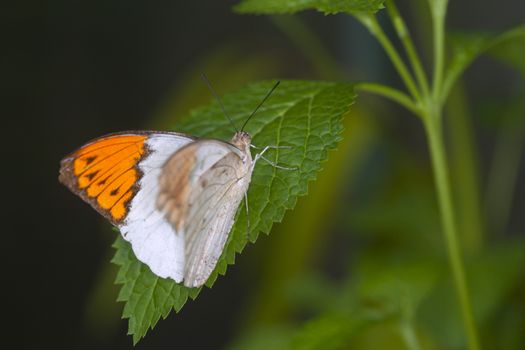 An orange tip-butterfly is sitting on a Leaves