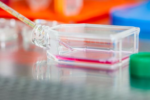 Cell culture flask under sterile hood at laboratory