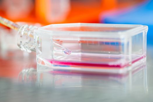 Cell culture flask under sterile hood at laboratory