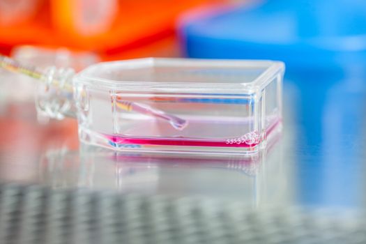 Cell culture flask under sterile hood at laboratory