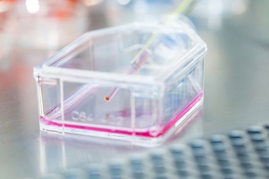 Cell culture flask under sterile hood at laboratory