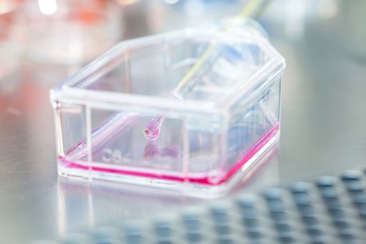 Cell culture flask under sterile hood at laboratory