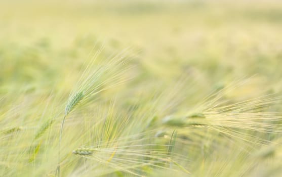 Ripe wheat field landscape