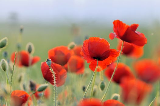 Sunset and landscape with red poppy field