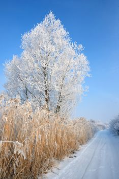 Lonely  frozen tree near road
