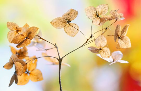 Autumn dried Hydrangea flowers- hortensie