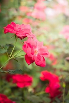 Roses in the garden, Roses are beautiful with a beautiful sunny day.