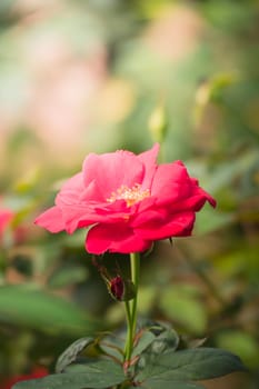 Roses in the garden, Roses are beautiful with a beautiful sunny day.