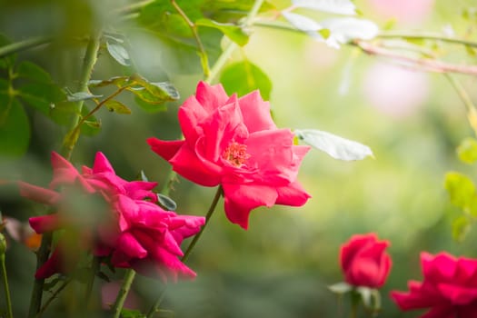 Roses in the garden, Roses are beautiful with a beautiful sunny day.