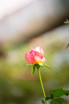 Roses in the garden, Roses are beautiful with a beautiful sunny day.