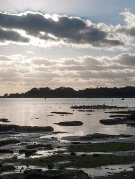 beautiful sunset over harbour coast sea bay clouds silhouette of birds landscape; essex; england; uk