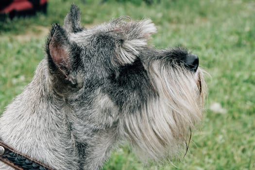 Close up of dog terrier with trimming in park
