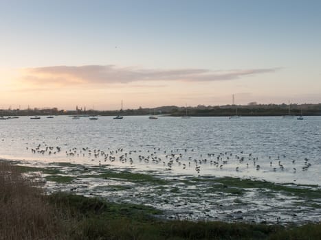 beautiful birds on salt marsh eseex plovers feeding landscape bay harbour beach coast; essex; england; uk