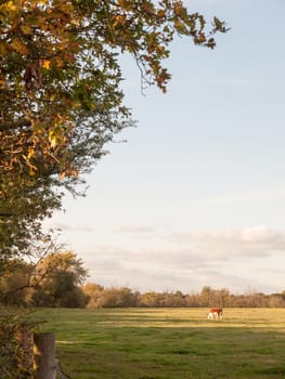 beautiful brown cow on green land pasture eating; essex; england; uk
