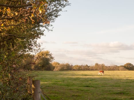 beautiful brown cow on green land pasture eating; essex; england; uk
