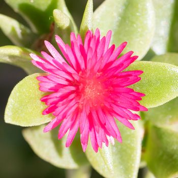 Flower in the summer - Garden in Greece