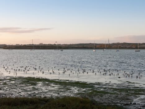 beautiful birds on salt marsh eseex plovers feeding landscape; essex; england; uk bay harbour beach coast
