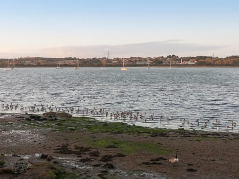 beautiful birds on salt marsh eseex plovers feeding landscape bay harbour beach coast; essex; england; uk