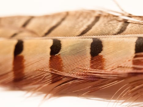 close up of beautiful coloured pheasant feather pretty ornate unique; essex; england; uk