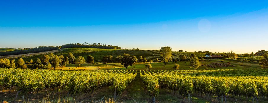 Sunset landscape bordeaux wineyard france, europe Nature