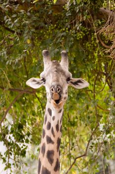 Giraffe eating leaves of a tree in Lake Manyara National Park in Tanzania