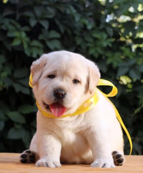 a little yellow labrador puppy sitting on yellow background