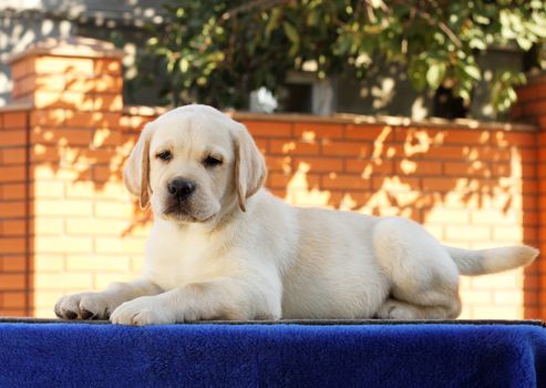 little yellow labrador puppy sitting on blue background