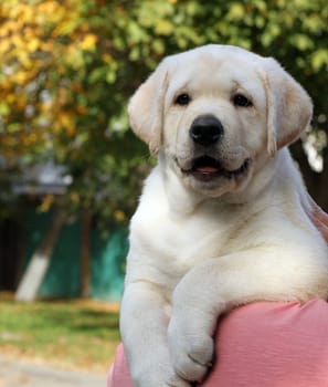 a little yellow labrador puppy sitting in the park in autumn